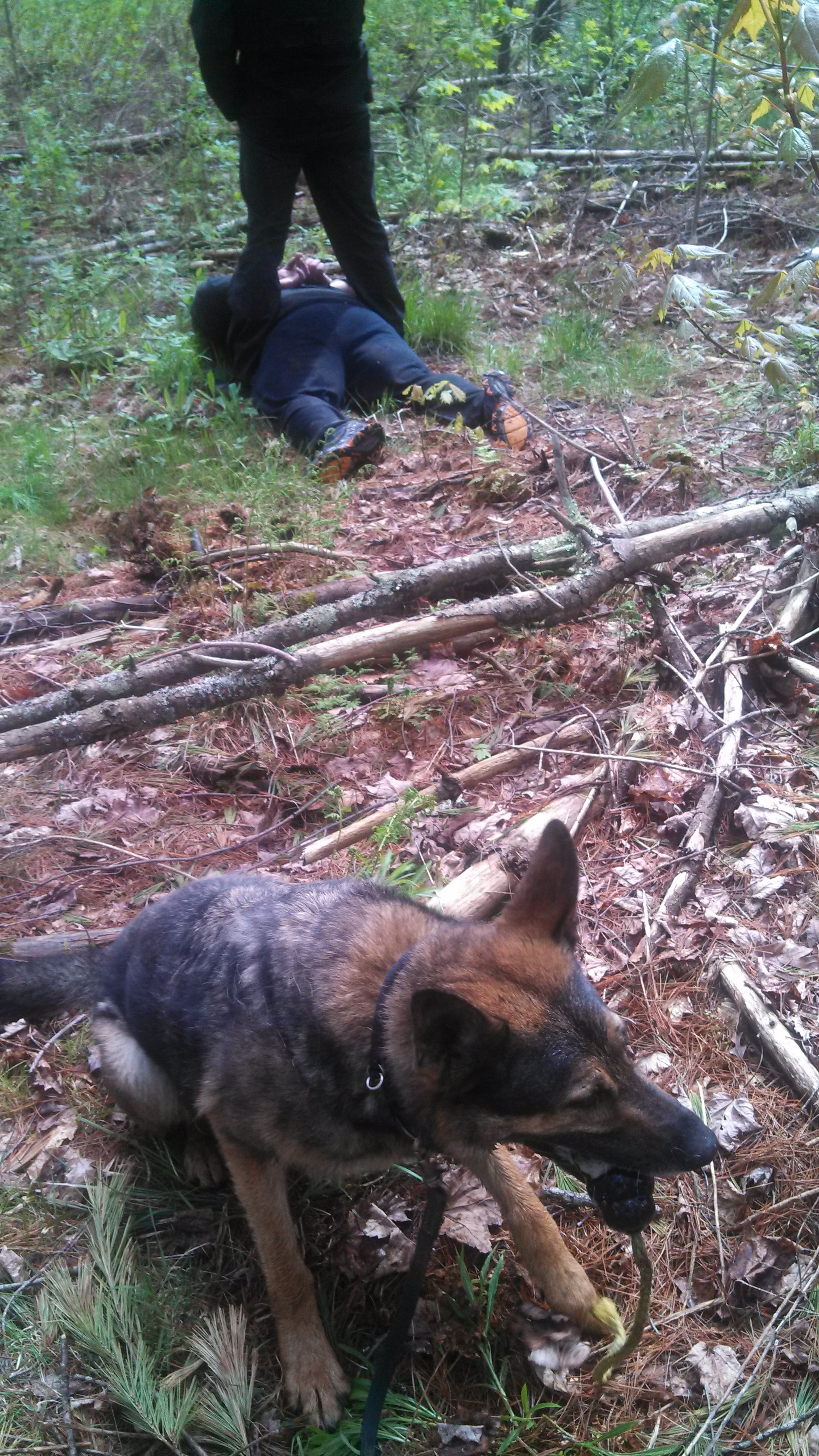 a chase through the woods a chase through the woods
