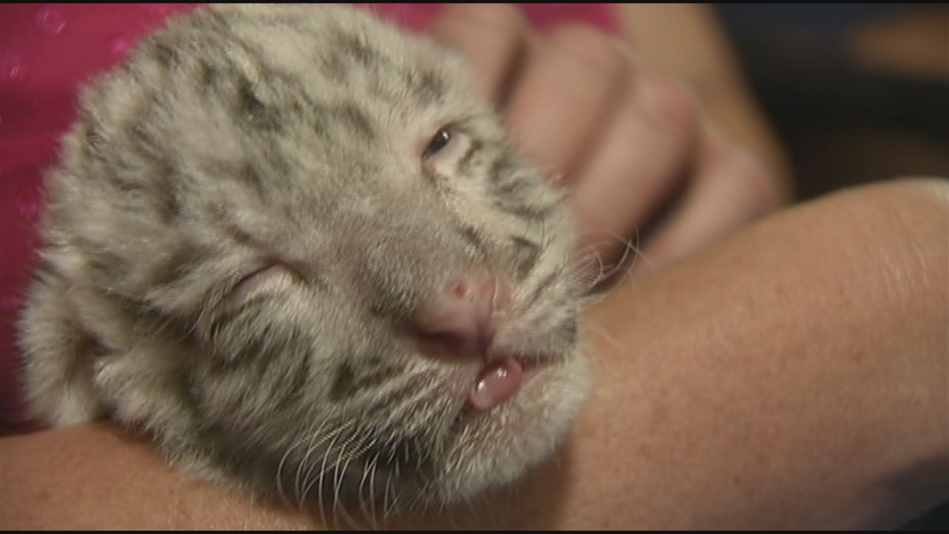 Endangered Bengal tiger cub born at Nicaragua zoo