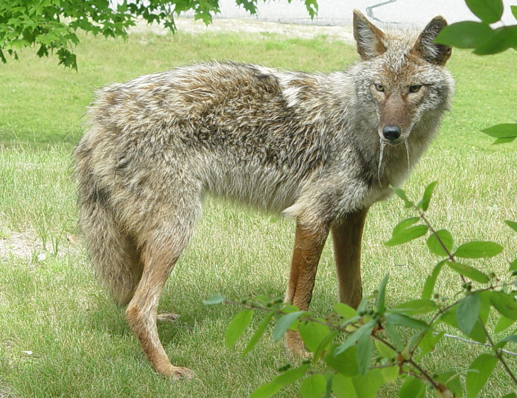 coyote with rabies
