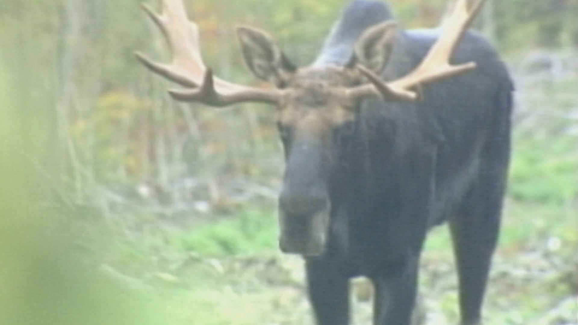 Deer Whistles could affect moose related car accidents