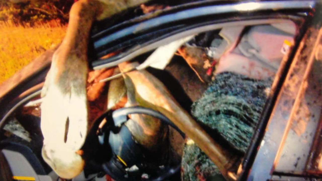 CarMoose accident is a harrowing tale