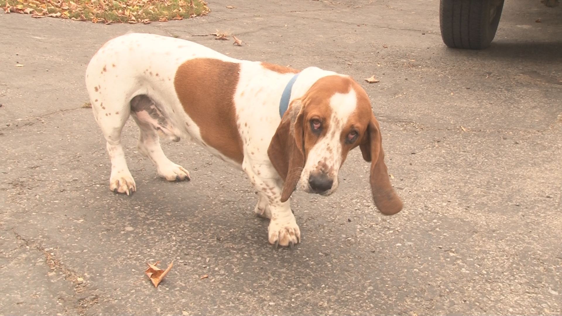 Basset hound hot sale pit