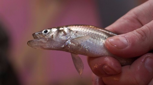 Celebration of fried smelts to take over tiny Maine town