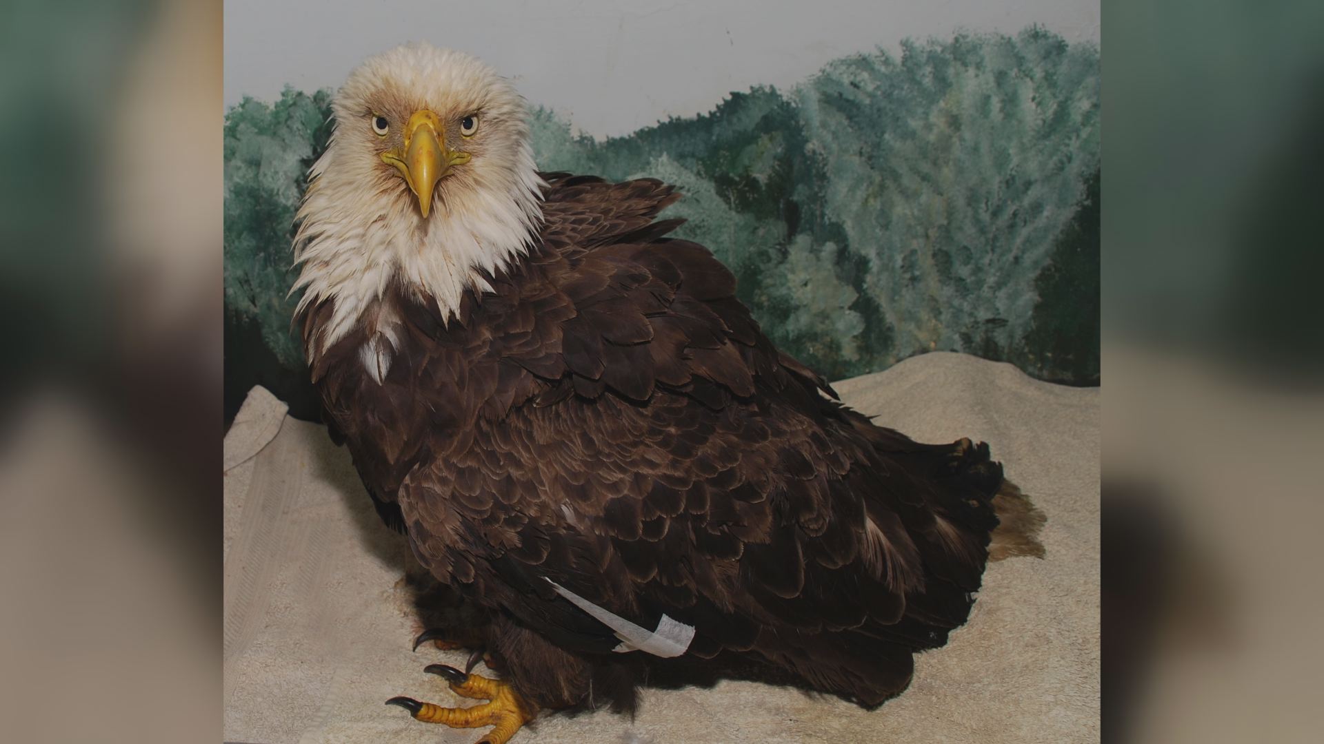 Officers and rangers rescue bald eagle, fawns