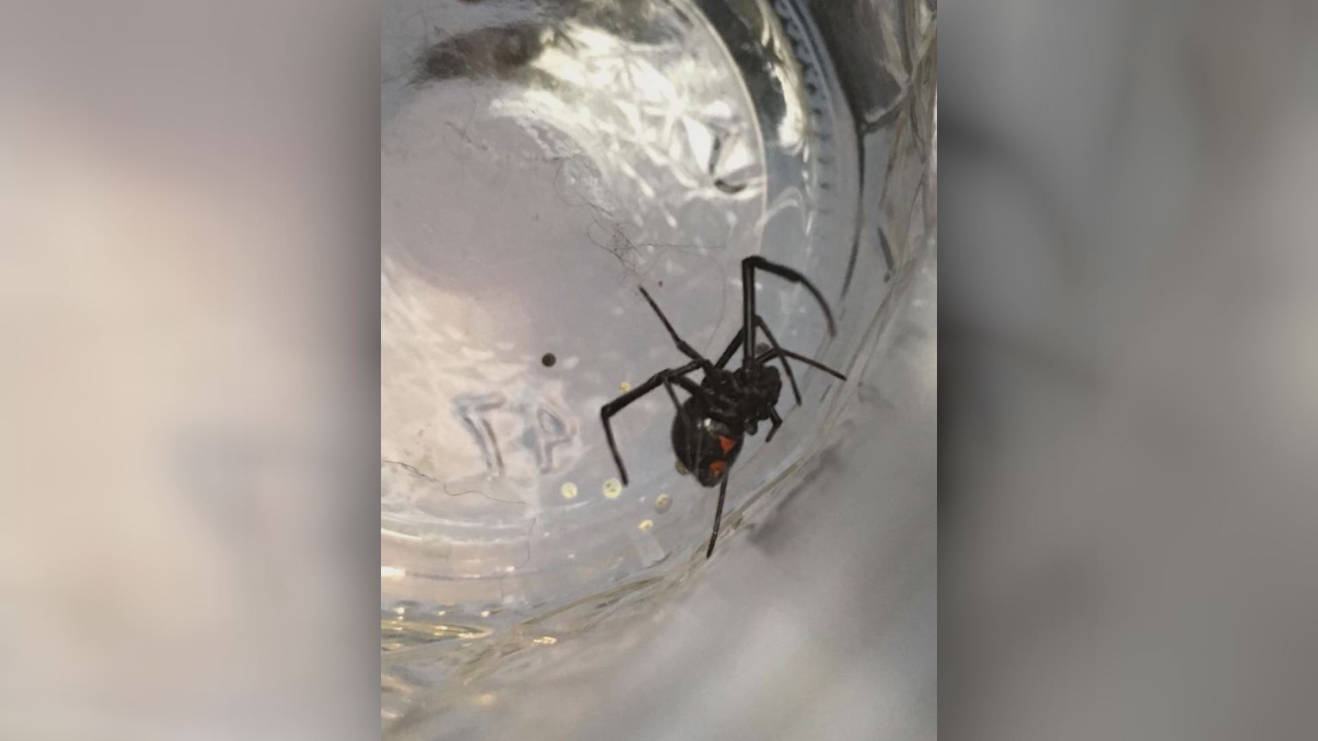 Eek! Maine woman finds black widow in her grapes