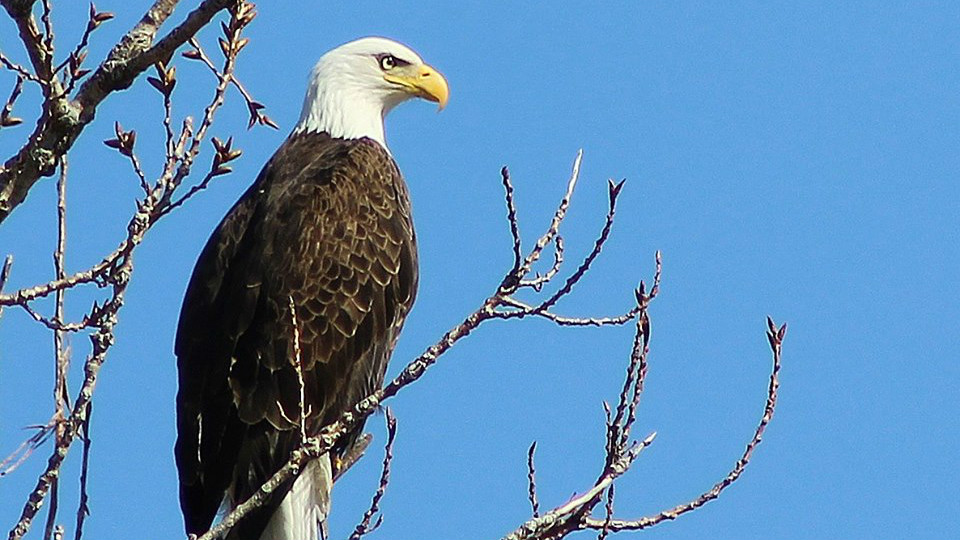 newscentermaine.com | Bald eagles make a comeback in Maine